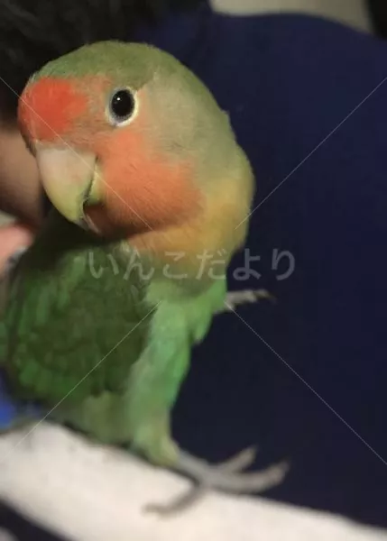 保護鳥の写真