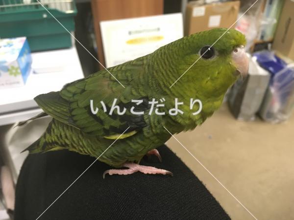 迷い鳥の写真