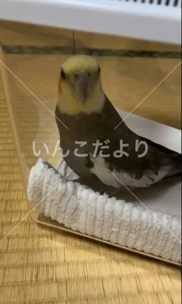 保護鳥の写真