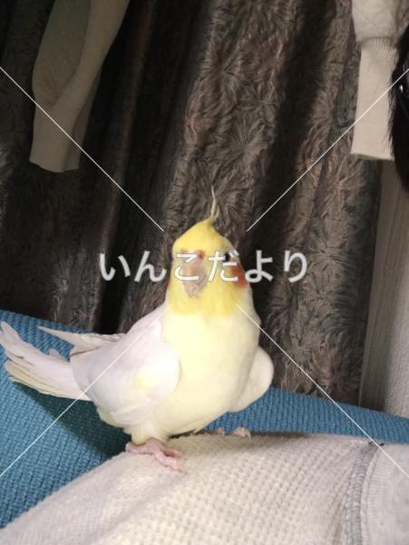 迷い鳥の写真