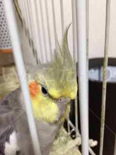 迷い鳥の写真