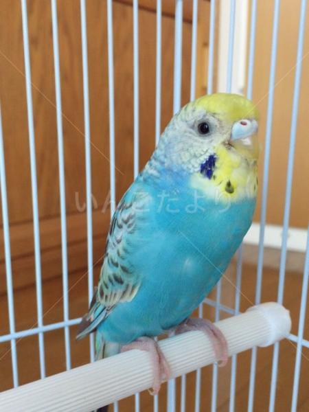 保護鳥の写真