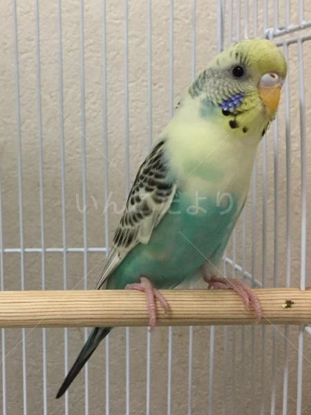 保護鳥の写真