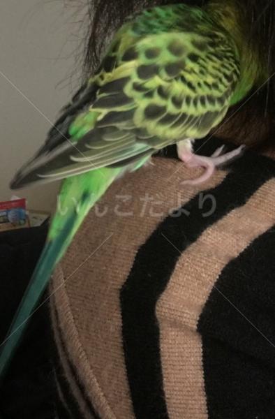 迷い鳥の写真
