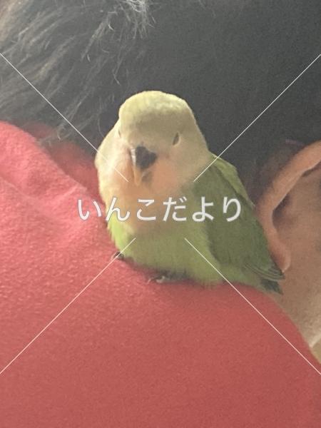 迷い鳥の写真