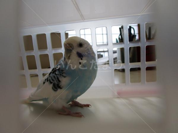 保護鳥の写真