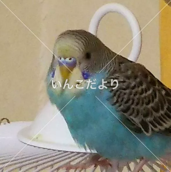 迷い鳥の写真