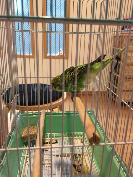 保護鳥の写真