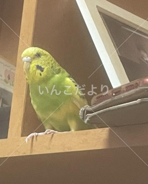 迷い鳥の写真
