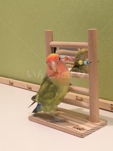 迷い鳥の写真