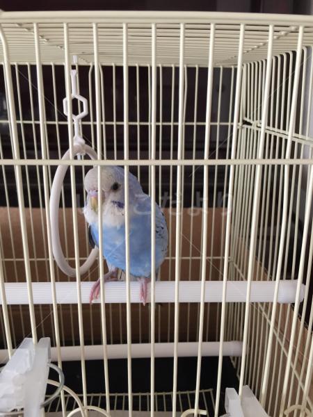 保護鳥の写真