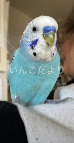 保護鳥の写真