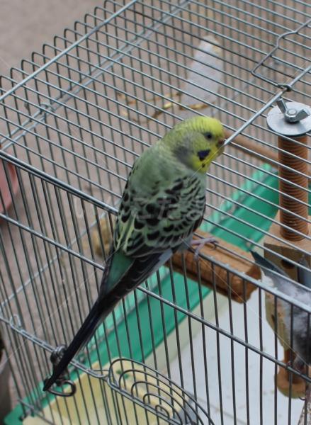 保護鳥の写真