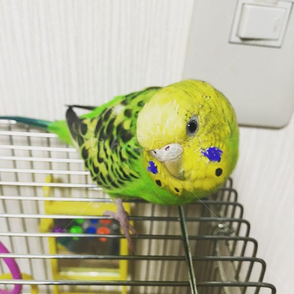 迷い鳥の写真