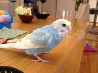 迷い鳥の写真