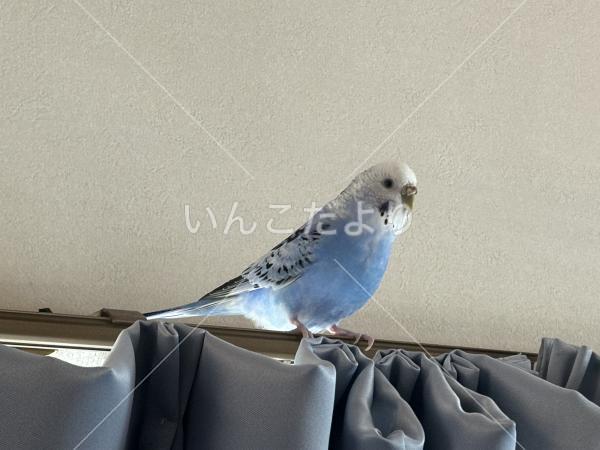 保護鳥の写真