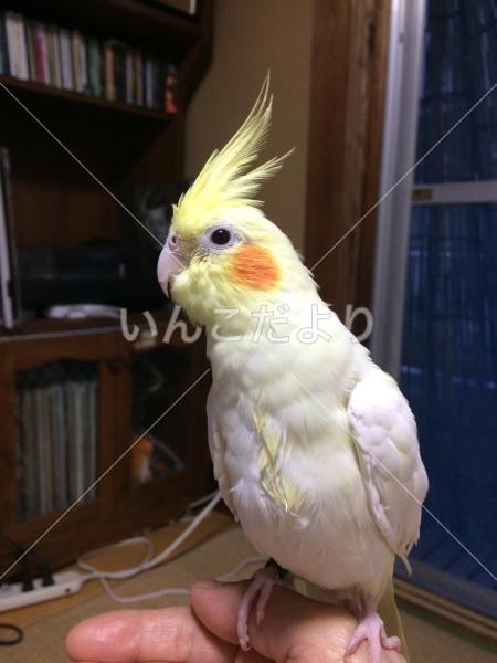迷い鳥の写真
