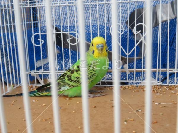 保護鳥の写真