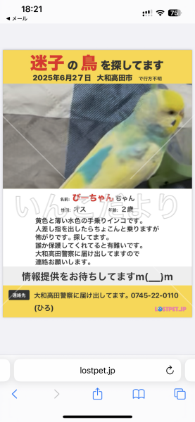 迷い鳥の写真