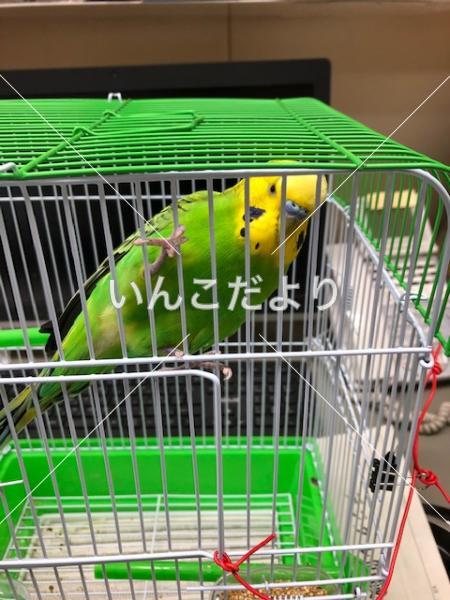 保護鳥の写真