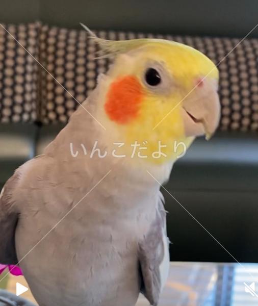迷い鳥の写真