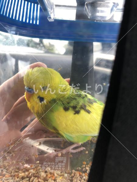 保護鳥の写真