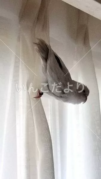 迷い鳥の写真