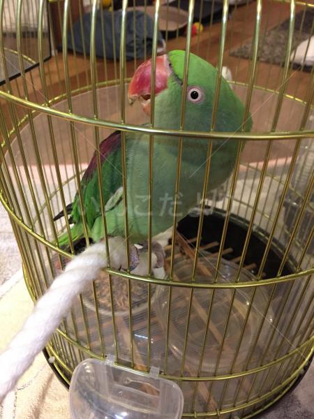 保護鳥の写真