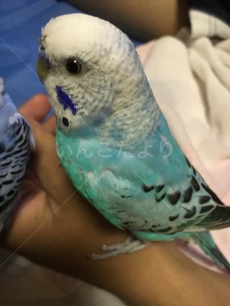 迷い鳥の写真