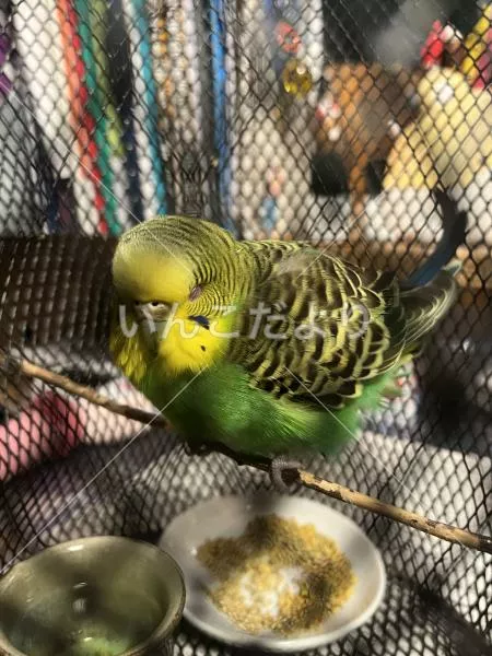 保護鳥の写真