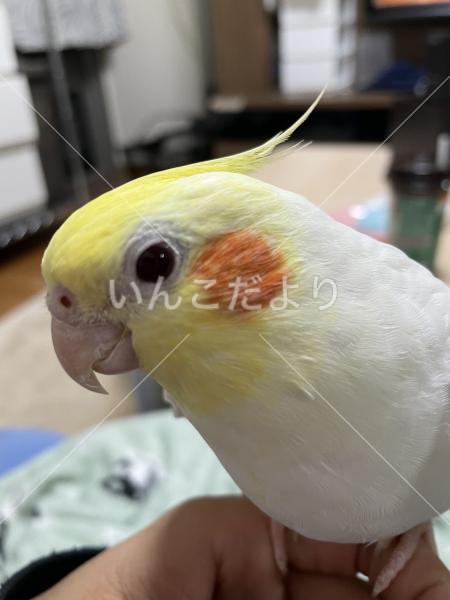 迷い鳥の写真