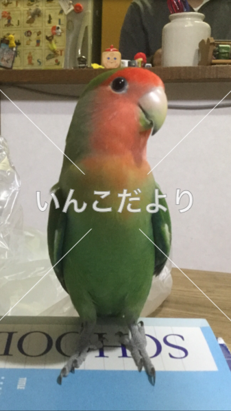 迷い鳥の写真