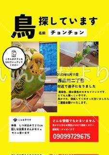 迷い鳥の写真