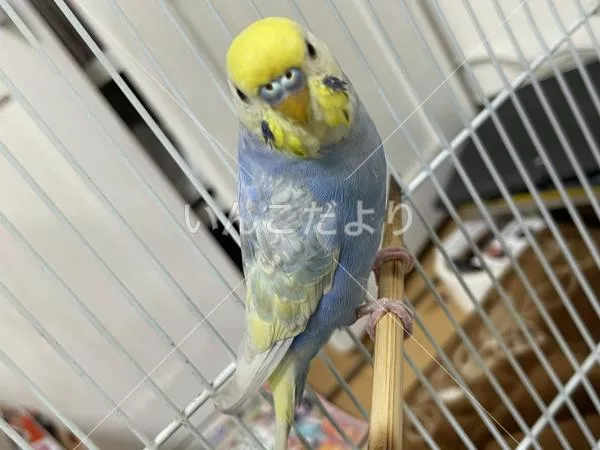 保護鳥の写真