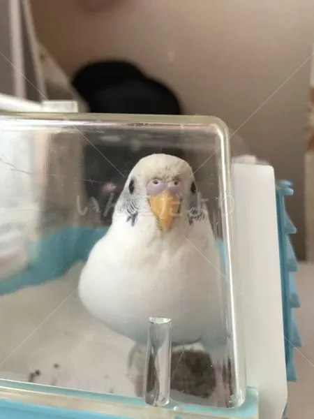 保護鳥の写真