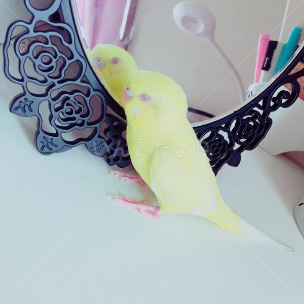 迷い鳥の写真