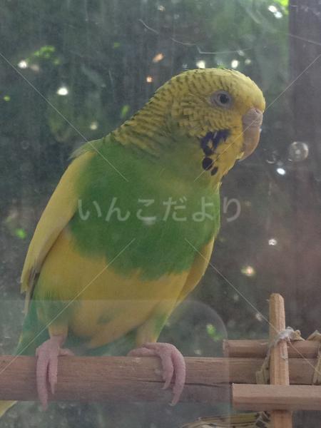 保護鳥の写真