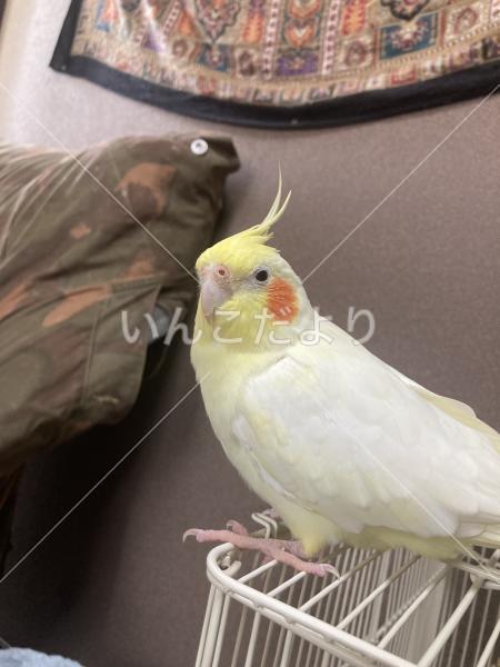 迷い鳥の写真