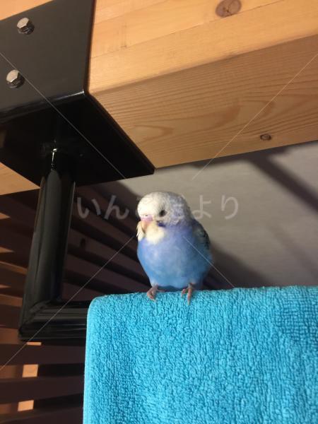 迷い鳥の写真