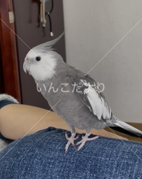 迷い鳥の写真