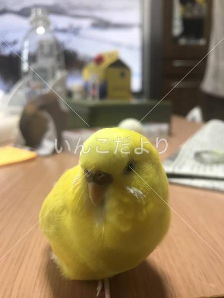 迷い鳥の写真