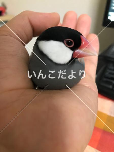 迷い鳥の写真