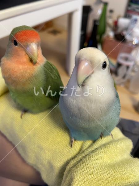 迷い鳥の写真