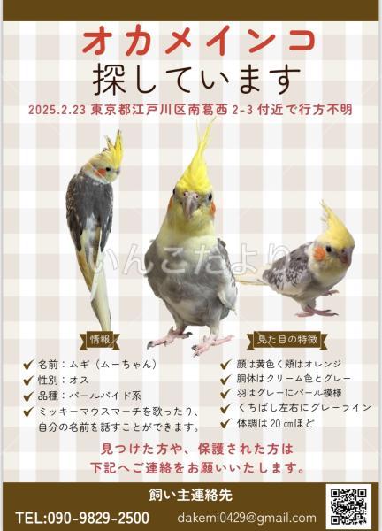 迷い鳥の写真