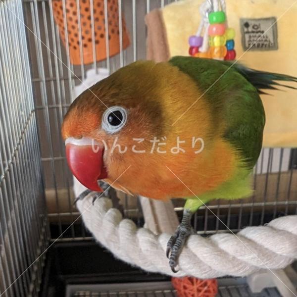 迷い鳥の写真