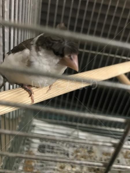 保護鳥の写真