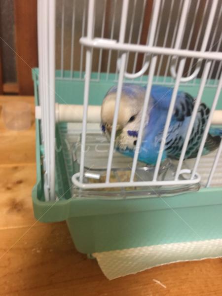 保護鳥の写真