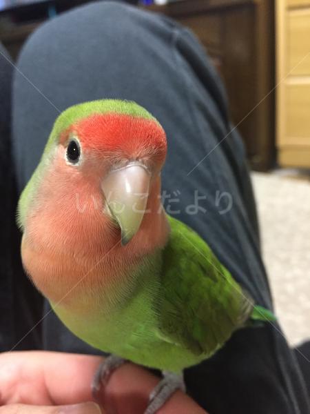 迷い鳥の写真