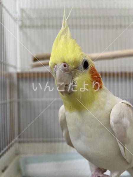 迷い鳥の写真
