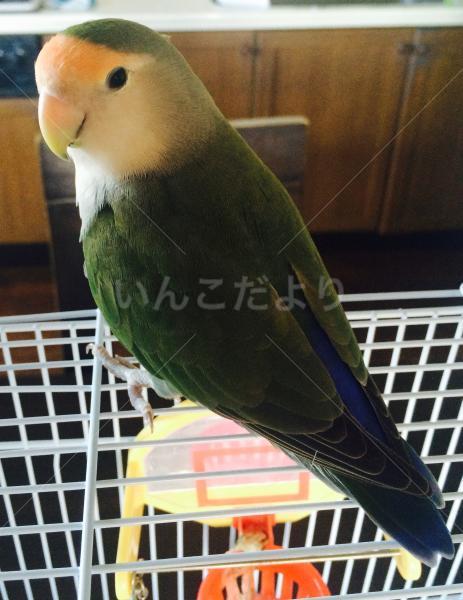 迷い鳥の写真